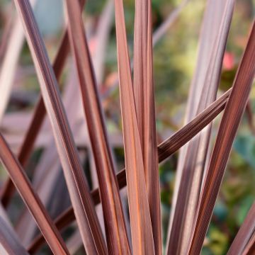 Cordyline australis Red Star - Keulenlilie