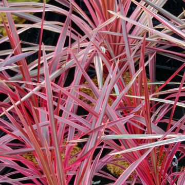 Cordyline australis Southern Splendour - Keulenlilie