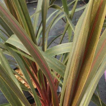 Cordyline australis Sundance