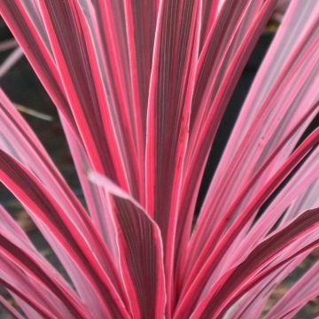 Cordyline australis Sunrise