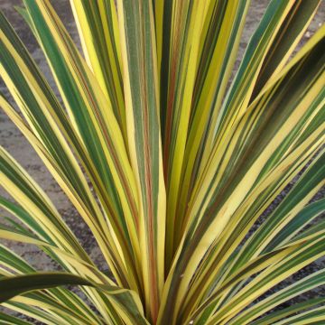 Cordyline australis Torbay Dazzler - Keulenlilie