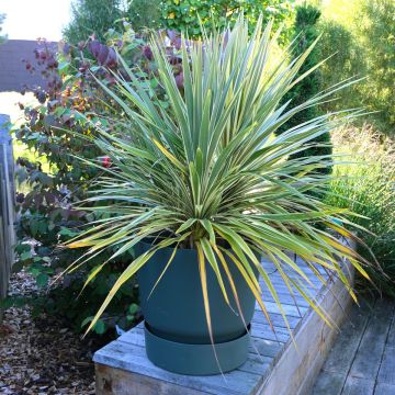 Cordyline australis Fantasy - Keulenlilie