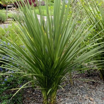 Cordyline indivisa