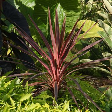 Cordyline Paso Doble - Keulenlilie