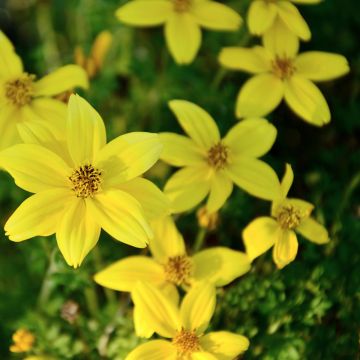 Mädchenauge Citrine - Coreopsis