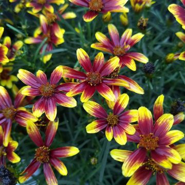 Mädchenauge Honeybunch Red & Gold - Coreopsis