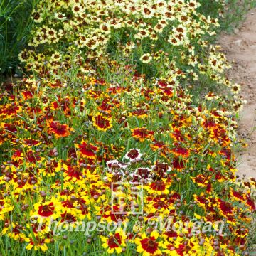 Mädchenauge Incredible Dwarf Mix (Samen) - Coreopsis