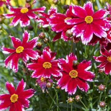 Mädchenauge Madras Magic - Coreopsis