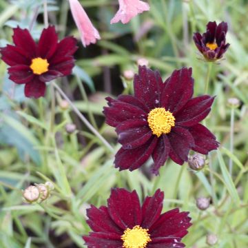 Mädchenauge Mercury Rising - Coreopsis