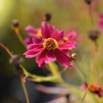 Mädchenauge Red Satin - Coreopsis verticilliata