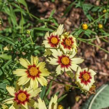 Coreopsis Redshift