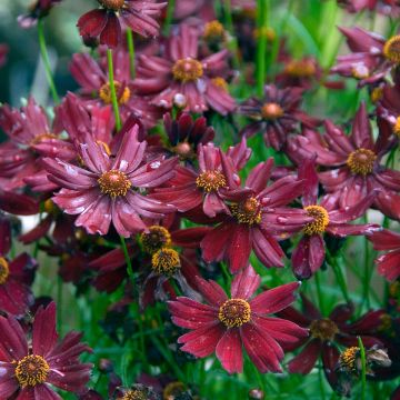 Mädchenauge Ruby Red - Coreopsis verticilliata