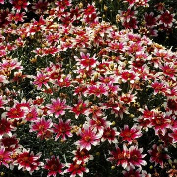 Mädchenauge Sunstar Rose - Coreopsis verticillata