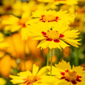 Großblumige Mädchenauge Tequila Sunrise - Coreopsis grandiflora