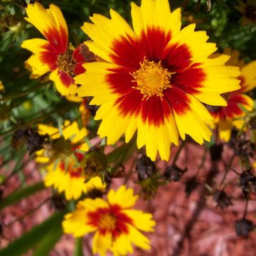 Mädchenauge Uptick Gold & Bronze - Coreopsis