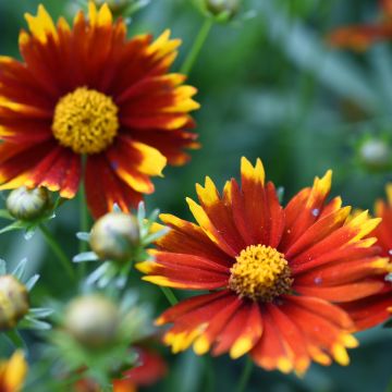 Mädchenauge Uptick Red - Coreopsis