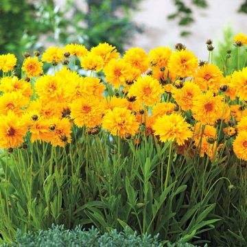 Großblumige Mädchenauge Badengold - Coreopsis grandiflora