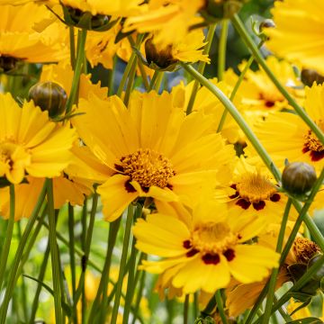 Großblumige Mädchenauge Sonnenkind - Coreopsis grandiflora