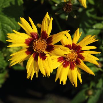 Großblumige Mädchenauge Sunkiss - Coreopsis grandiflora