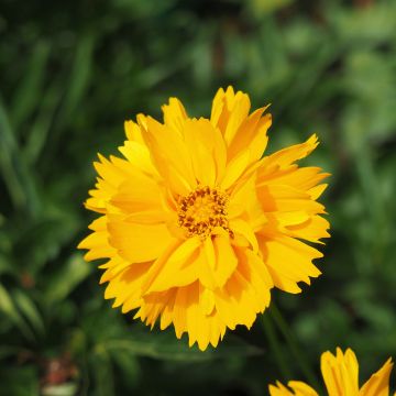 Großblumige Mädchenauge Sunray - Coreopsis grandiflora