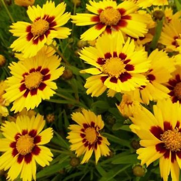 Zwergiges Mädchenauge Baby Gold - Coreopsis lanceolata