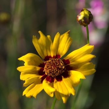 Zwergiges Mädchenauge Sterntaler - Coreopsis lanceolata