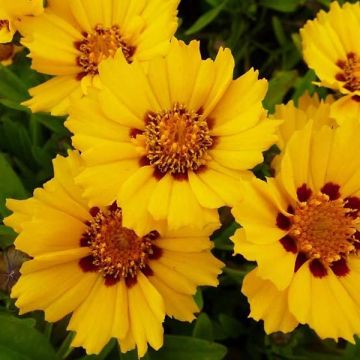 Zwergiges Mädchenauge Walter - Coreopsis lanceolata