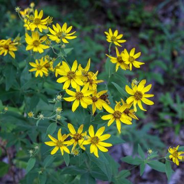 Coreopsis major