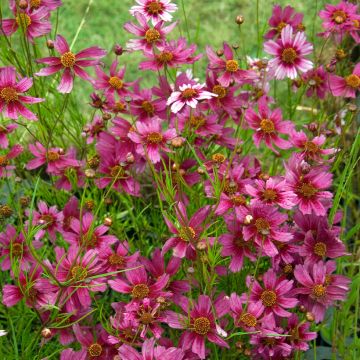 Coreopsis rosea Heaven's Gate