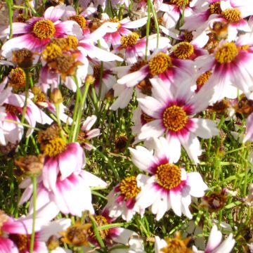 Mädchenauge Sweet Dreams - Coreopsis rosea