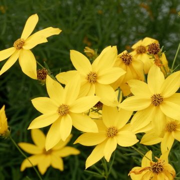 Mädchenauge Sunbeam - Coreopsis verticillata