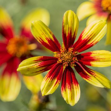 Mädchenauge Bengal Tiger - Coreopsis verticillata