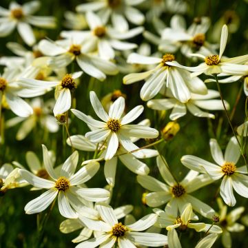 Mädchenauge Moonbeam - Coreopsis verticillata