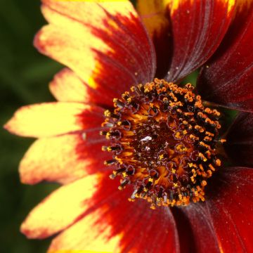 Mädchenauge Route 66 - Coreopsis verticillata