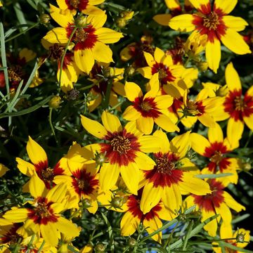 Mädchenauge S&S Curry Up - Coreopsis verticillata