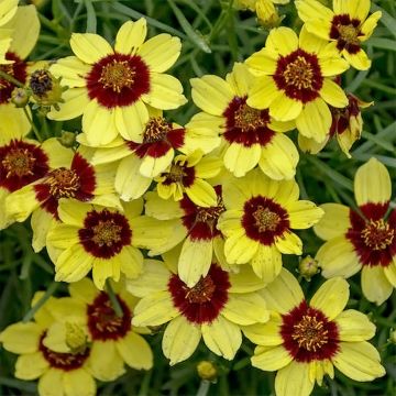 Mädchenauge S&S Sassy Saffron - Coreopsis verticillata