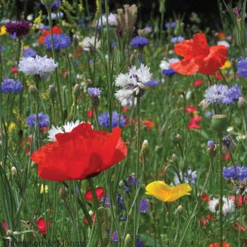 Kornfeld Mischung Samen - Blumenwiesenmischung