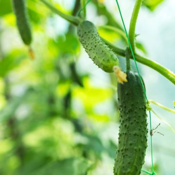 Cornichon Fin de Meaux