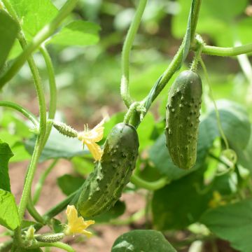 Cornichon Vert Petit De Paris AB - Ferme de Ste Marthe