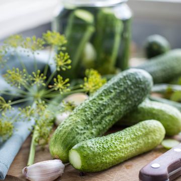 Cornichon Vert Petit de Paris