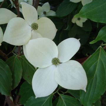 Blüten-Hartriegel Eddie's White Wonder - Cornus