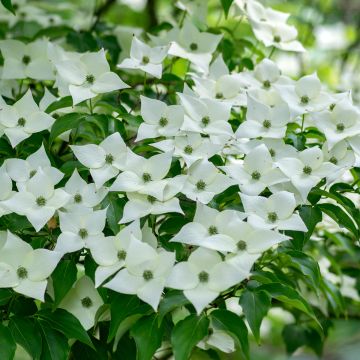 Japanischer Blumen-Hartriegel Milky Way - Cornus kousa