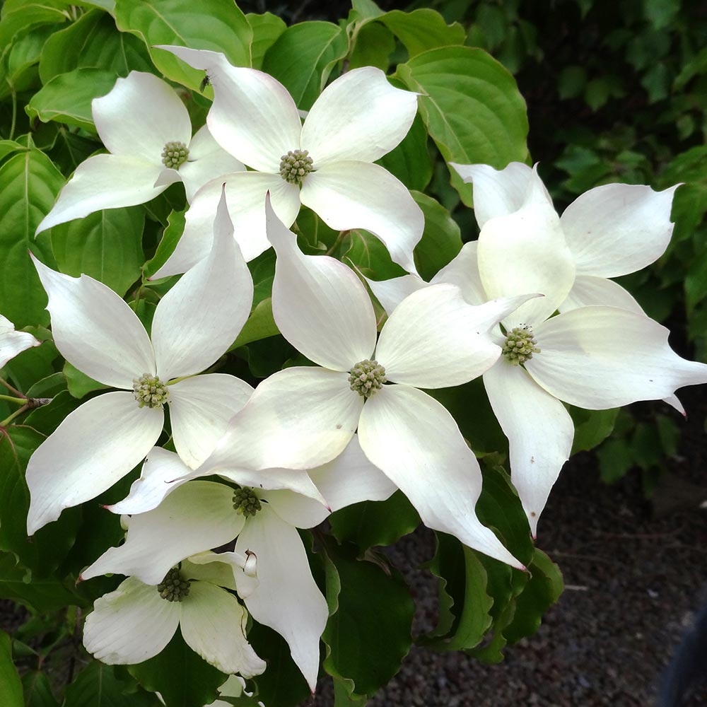 Japanischer Blumen-Hartriegel Weisse Fontaine - Cornus kousa