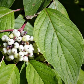 Cornus alba - Weißer Hartriegel