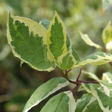 Cornus alba Cream Cracker - Tatarischer Hartriegel