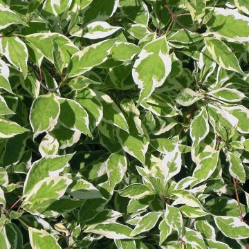 Cornus alba Elegantissima - Tatarischer Hartriegel