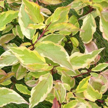 Cornus alba Gouchaultii - Tatarischer Hartriegel