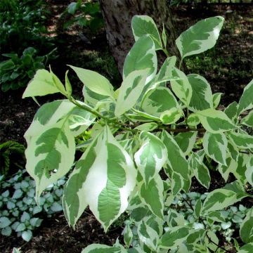 Cornus alba Ivory Halo - Tatarischer Hartriegel