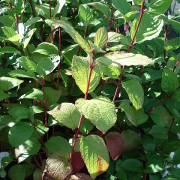 Cornus alba Kesselringii - Tatarischer Hartriegel