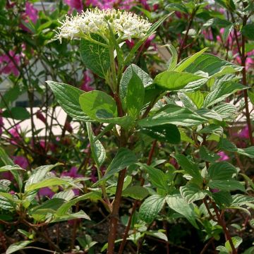 Cornus alba Sibirica - Tatarischer Hartriegel